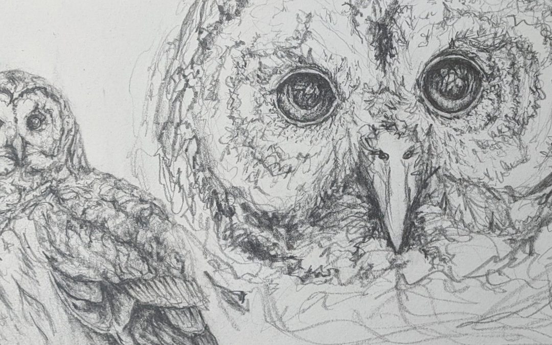 Barred Owl Inspirations