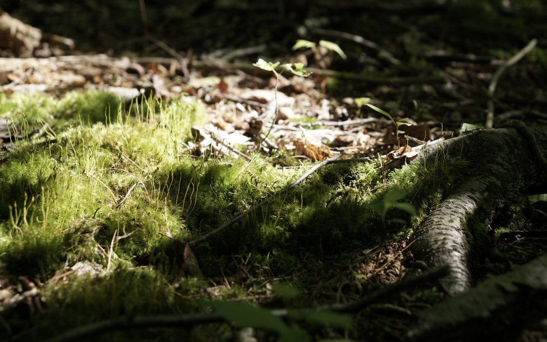 Moss Walls, Biophilic Design