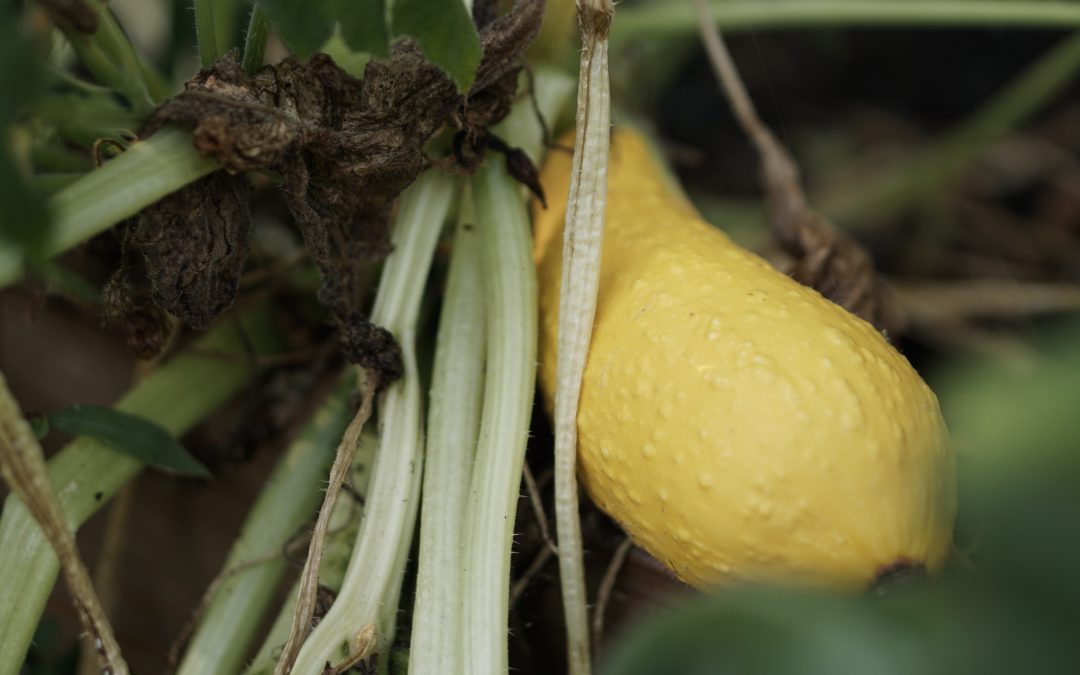 Gardening: Sasquatch Squash