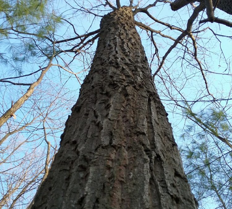 Mapping Trees