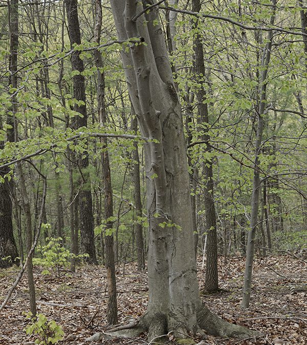 ACTUAL Trees in the Land of the Laurels