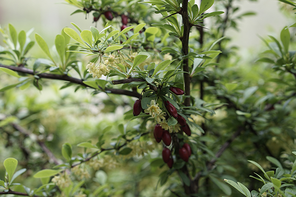 The Invasive Japanese Barberry